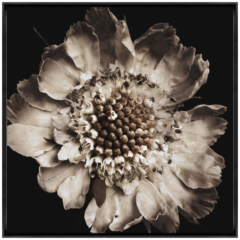 Scabiosa Framed - Accessories Artwork - High Fashion Home