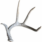 Deer Antler, Medium - Accessories - High Fashion Home