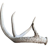 Deer Antler, Medium - Accessories - High Fashion Home