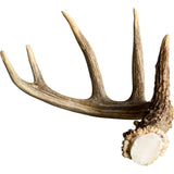 Deer Antler, Medium - Accessories - High Fashion Home