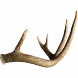 Deer Antler, Medium - Accessories - High Fashion Home