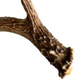 Deer Antler, Medium - Accessories - High Fashion Home