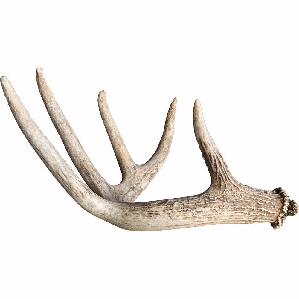 Deer Antler, Medium - Accessories - High Fashion Home