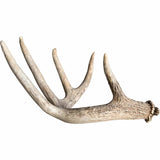 Deer Antler, Medium - Accessories - High Fashion Home