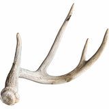 Deer Antler, Medium - Accessories - High Fashion Home