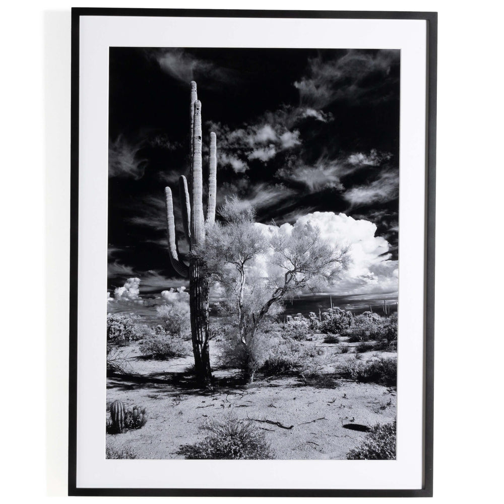 Sonoran Desert by Getty Images